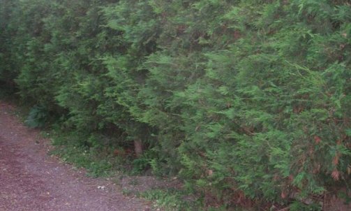 Aménagement de jardin à Granville